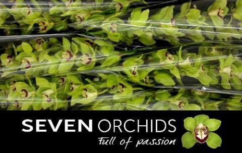 <h4>CYMB T MACHTELD</h4>