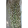 Salix Snow Flake  50cm