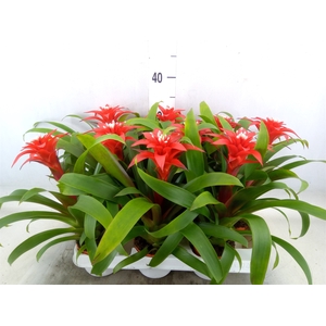 Guzmania  'Confetti'