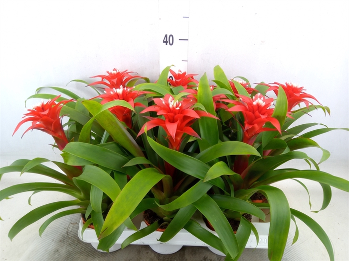 <h4>Guzmania  'Confetti'</h4>