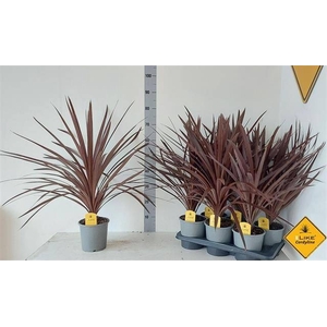 CORD AUS RED STAR