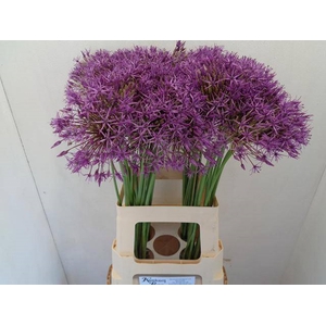 ALLIUM PURPLE RAIN