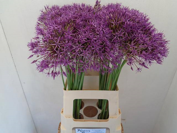<h4>ALLIUM PURPLE RAIN</h4>