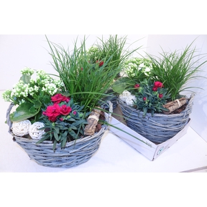 ARR TUINPLANTEN