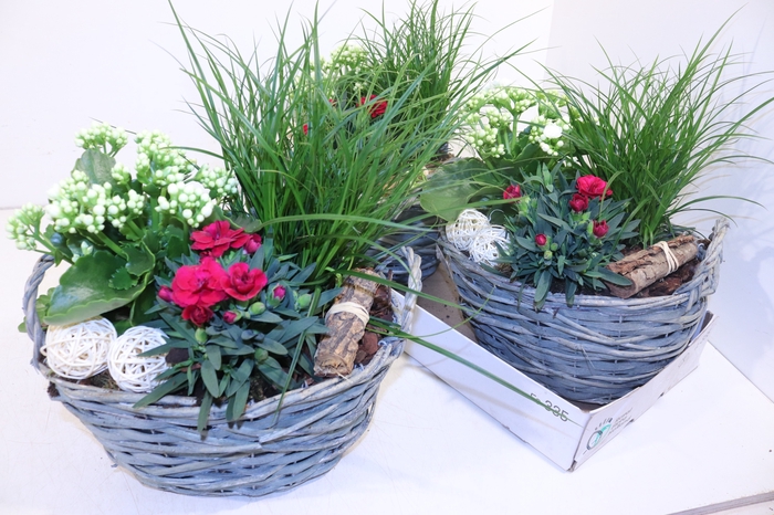 <h4>ARR TUINPLANTEN</h4>