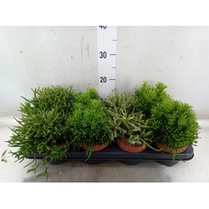 Rhipsalis   ...mix