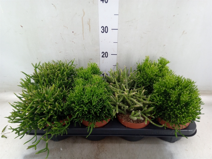 <h4>Rhipsalis   ...mix</h4>