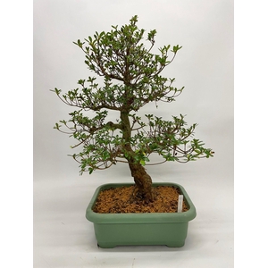 Satsuki Azalea 'A7' 40cm (herkomst: Japan)