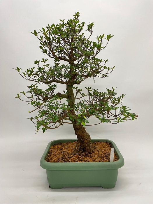 <h4>Satsuki Azalea 'A7' 40cm (herkomst: Japan)</h4>