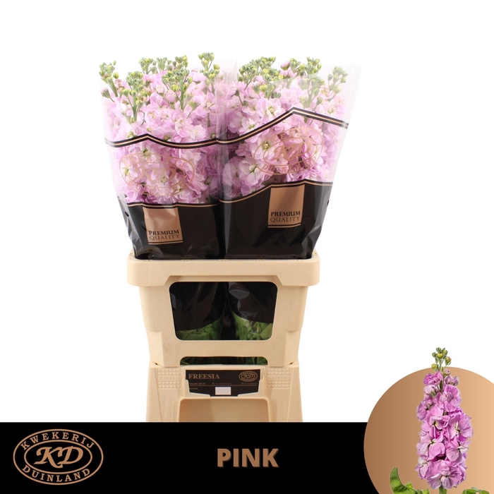 <h4>MATTH MATHILDA PINK</h4>