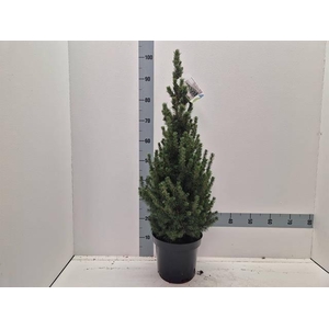 PICEA GL CONICA
