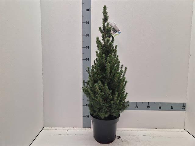 <h4>PICEA GL CONICA</h4>