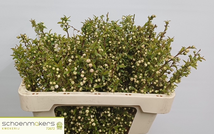 <h4>PRUNUS GLAND WIT ST</h4>