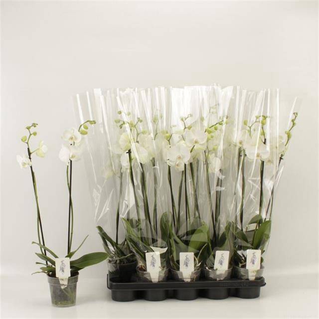 <h4>PHAL OV WIT</h4>