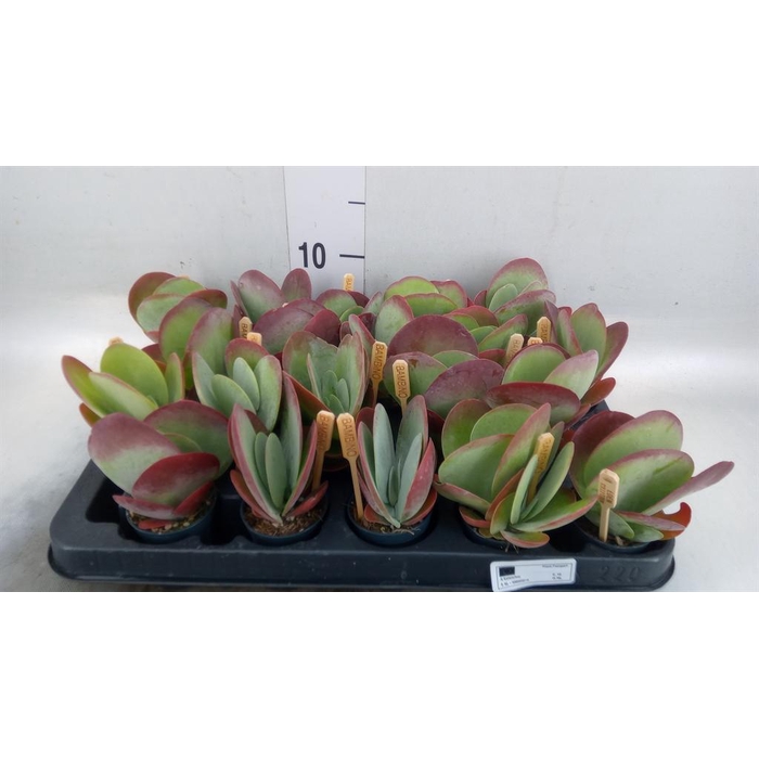 <h4>Kalanchoe NF thyrsiflora</h4>