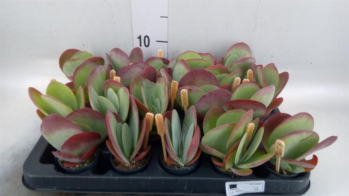 <h4>Kalanchoe NF thyrsiflora</h4>