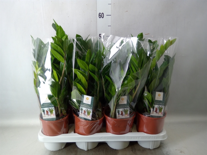 <h4>Zamioculcas zamiifolia</h4>