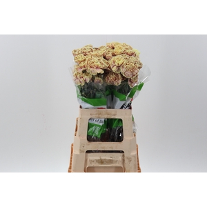 Di St Tinted Cafe Macchiato