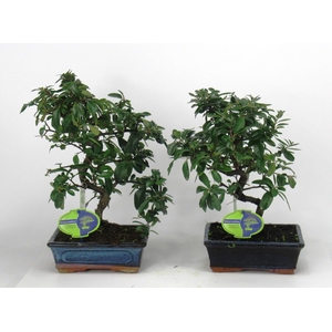 Pyracantha angustifolia