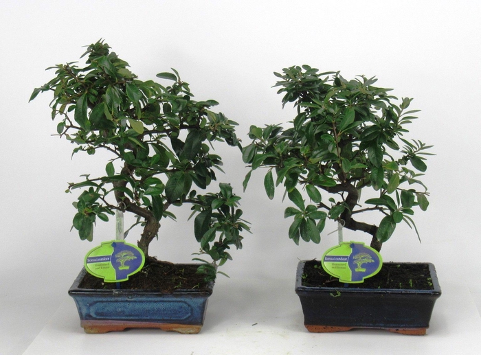 <h4>Pyracantha angustifolia</h4>