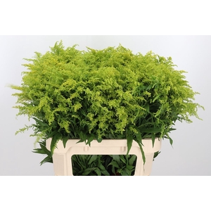 Solidago Tara