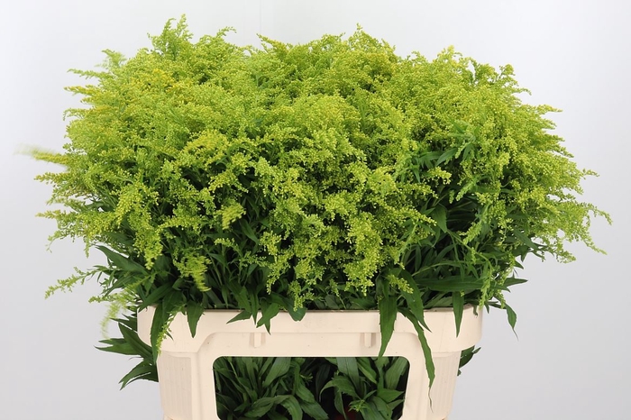 <h4>Solidago Tara</h4>