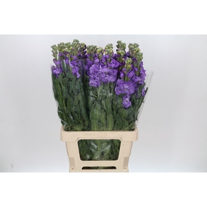 Matthiola Iron Jordyn Deep Blue