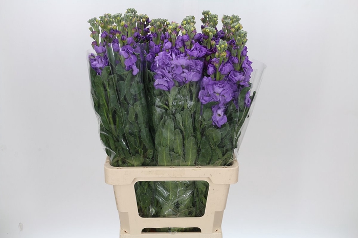 <h4>Matthiola Iron Jordyn Deep Blue</h4>