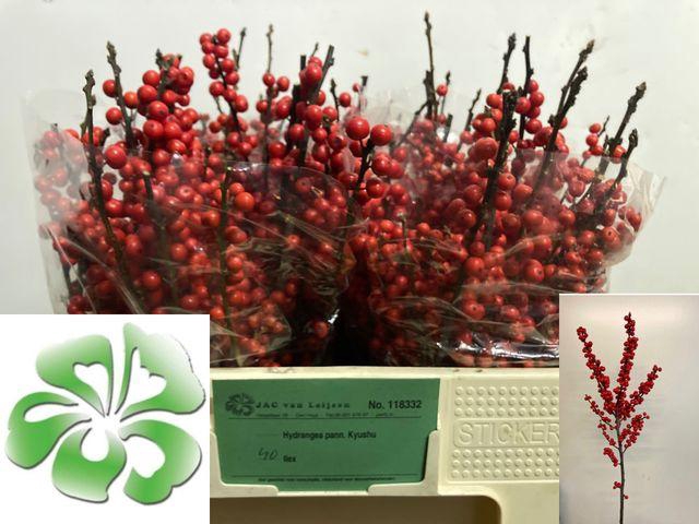 <h4>ILEX VE RODE BES</h4>