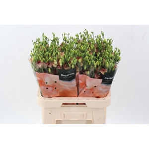 Eus E Bohemian Choco