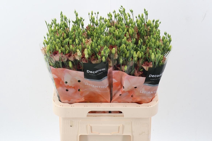 <h4>Eus E Bohemian Choco</h4>