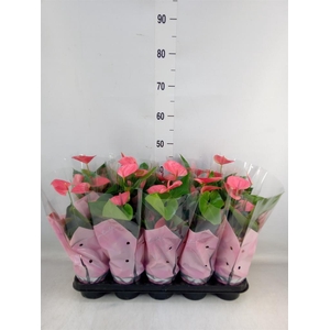 Anthurium andr. 'Sweet Dream'