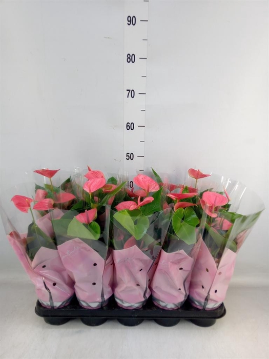 <h4>Anthurium andr. 'Sweet Dream'</h4>