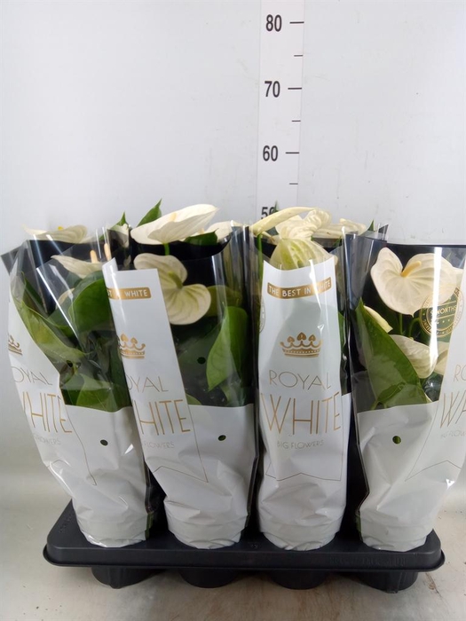 <h4>Anthurium andr. 'Alpine'</h4>