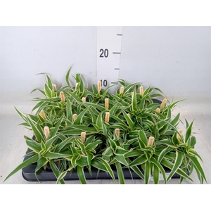 Chlorophytum com. 'Ocean'