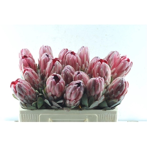 Protea Sharonet