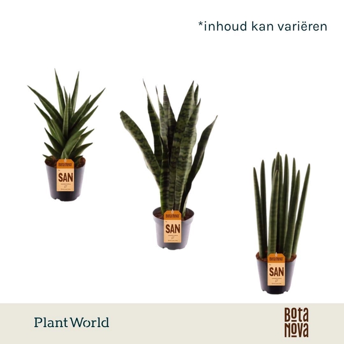 <h4>Sansevieria urban mix</h4>