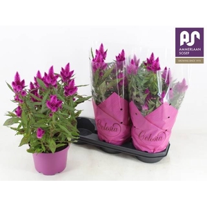CEL DEEP PURPLE