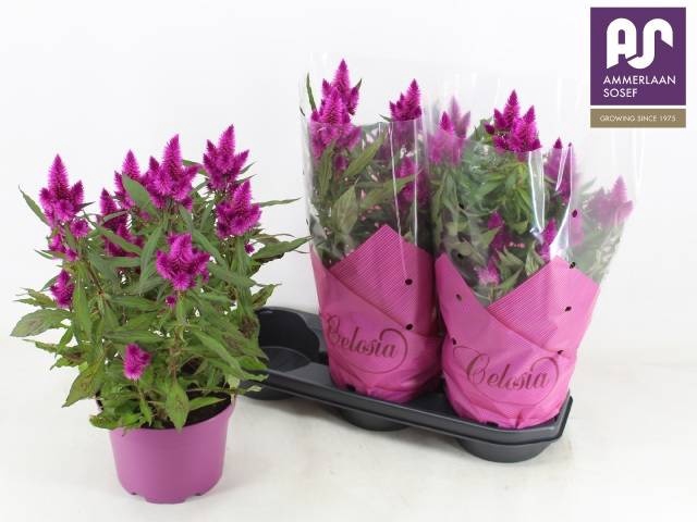 <h4>CEL DEEP PURPLE</h4>
