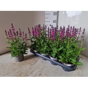 SALVIA NE MERL ROSE