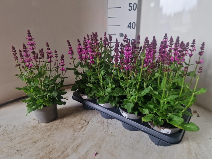 <h4>SALVIA NE MERL ROSE</h4>