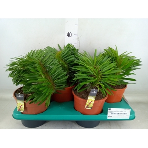 Pachypodium lamerei
