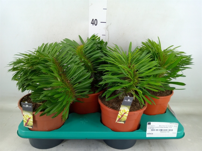 <h4>Pachypodium lamerei</h4>