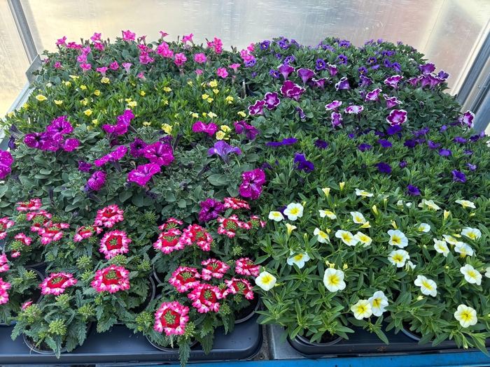 <h4>PERKPL MIXK</h4>