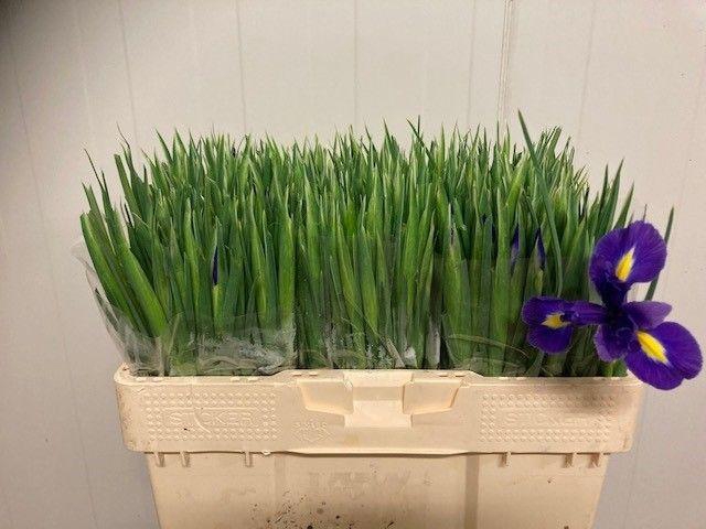 <h4>IRIS BLUE MAGIC</h4>