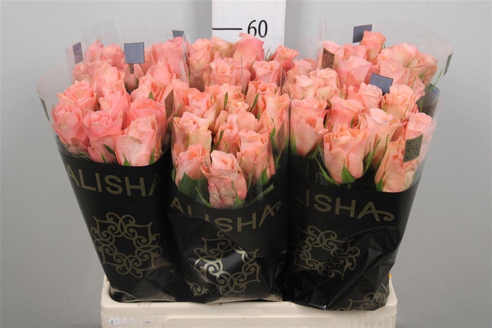 <h4>R Gr Maureen</h4>