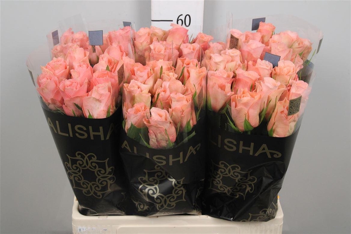 <h4>R Gr Maureen</h4>