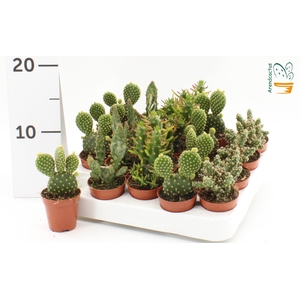 OPUNTIA