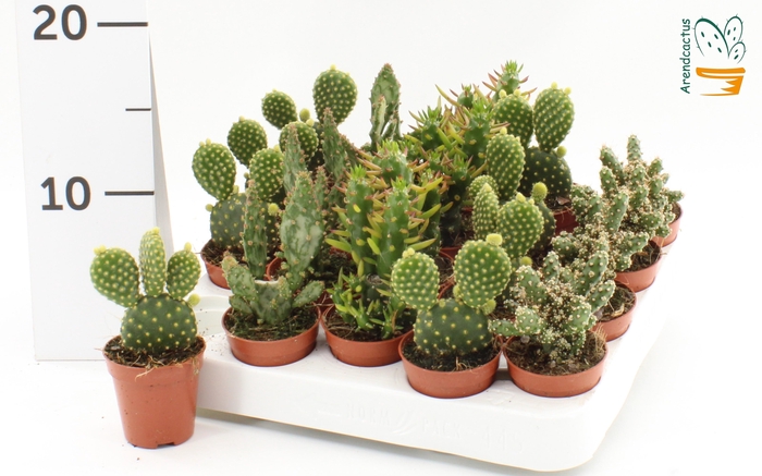 <h4>OPUNTIA</h4>