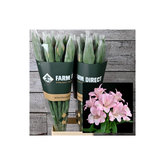 <h4>Alstro Primadonna 70gr</h4>